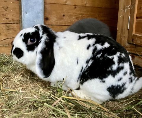 Oreo