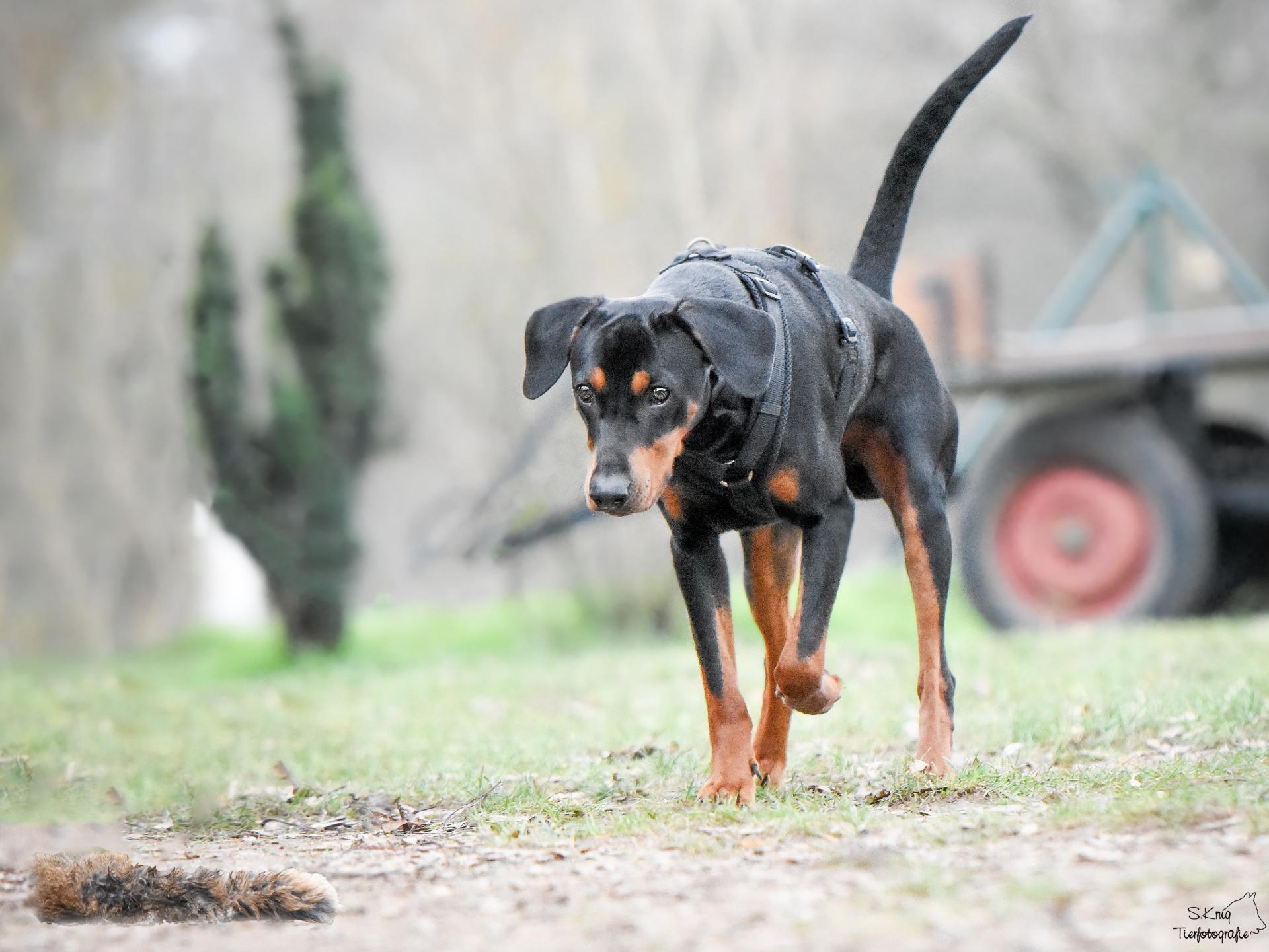 Hundeschule Tierheim Forchheim