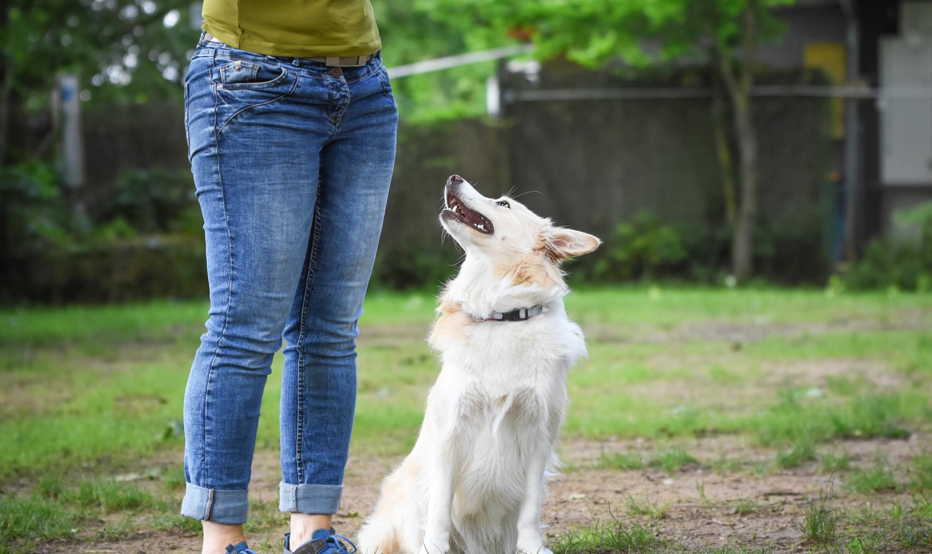 Hundeschule Tierheim Forchheim