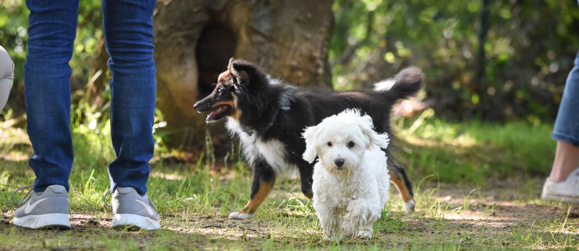 Hundeschule Tierheim Forchheim