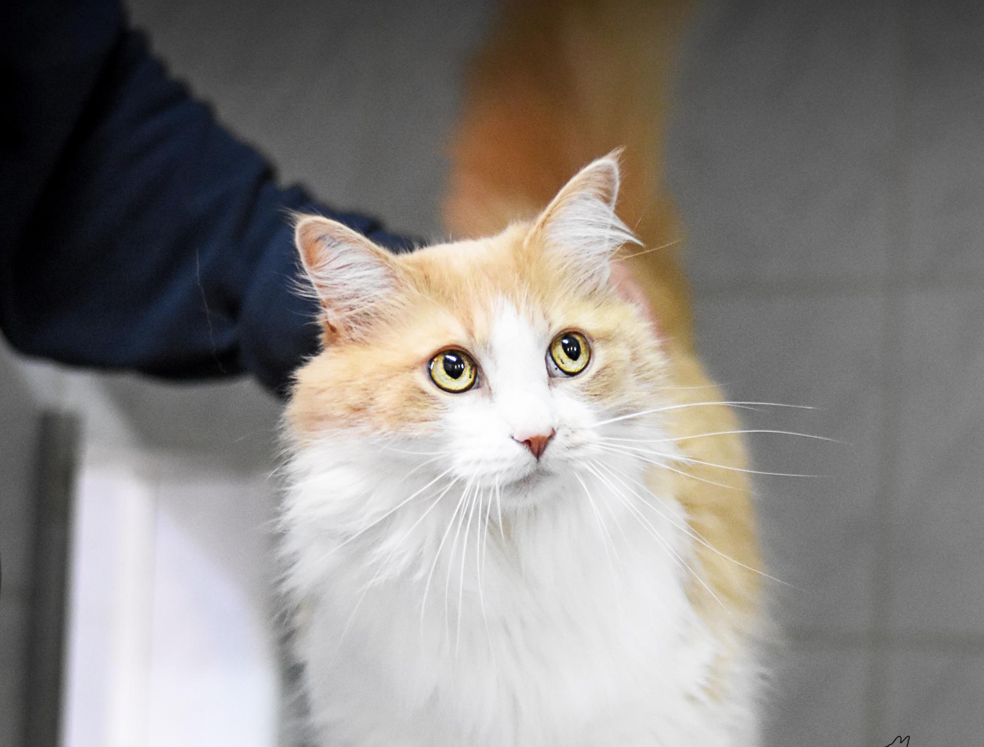 Katzen im Tierheim Forchheim