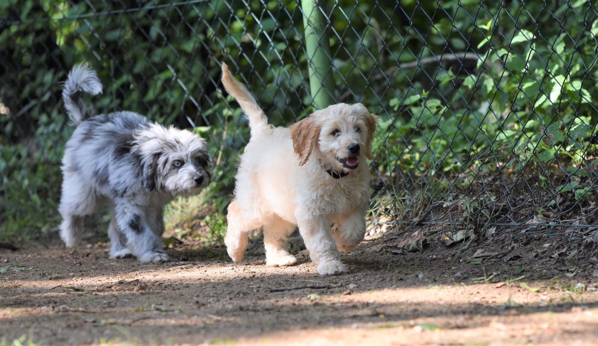 Hundeschule Tierheim Forchheim