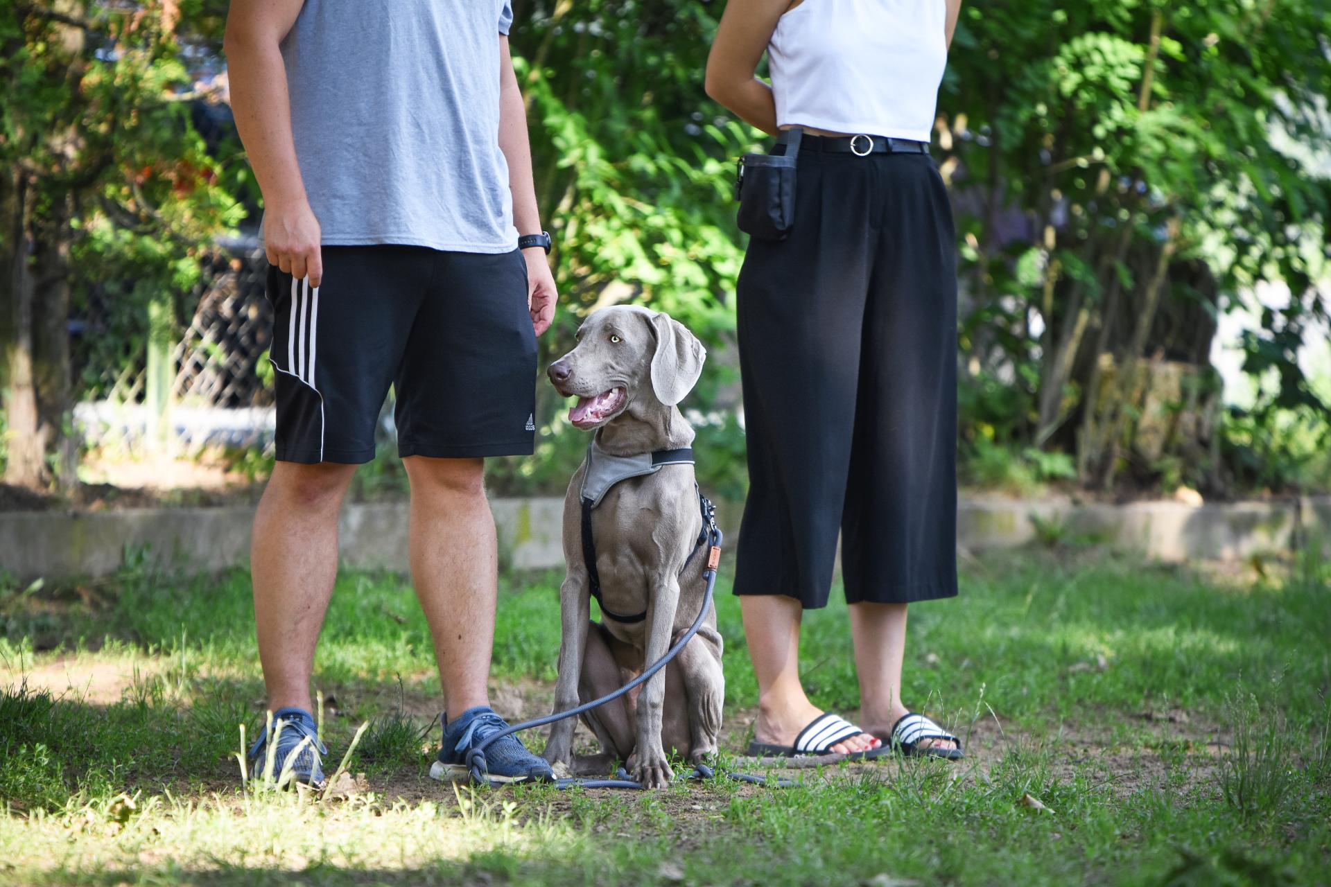 Hundeschule Tierheim Forchheim