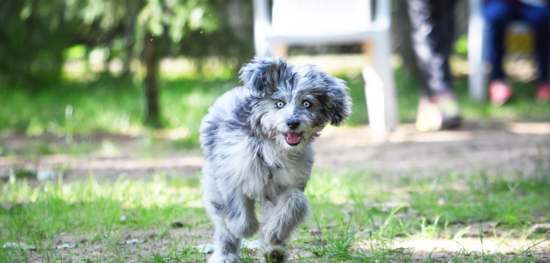 Hunde im Tierheim Forchheim