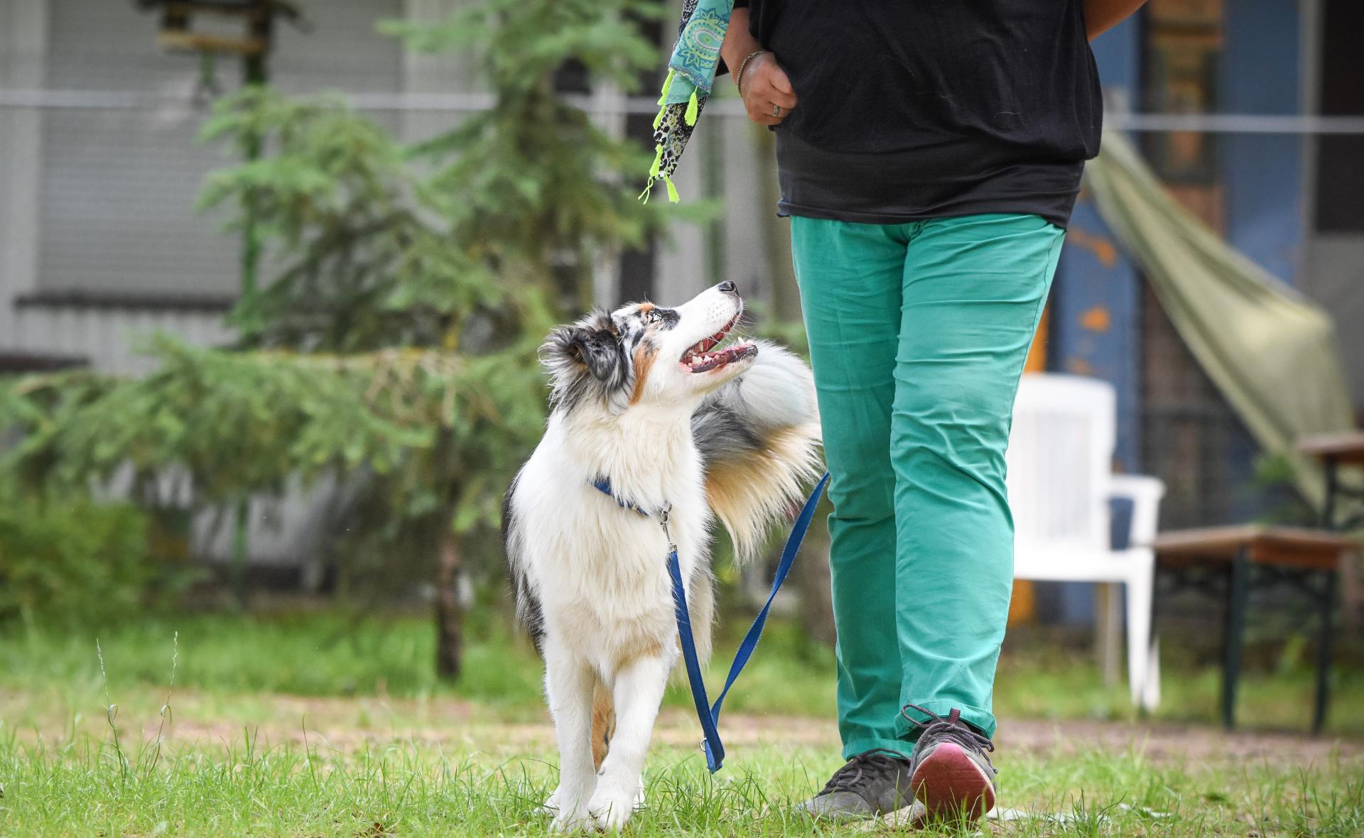 Hundeschule Tierheim Forchheim