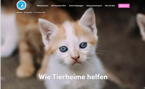 Jetzt-Katzen-helfen