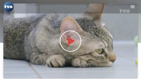 Ein Freund für Dich: Im Tierheim Forchheim