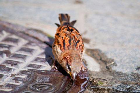 Wasser für Wildtiere