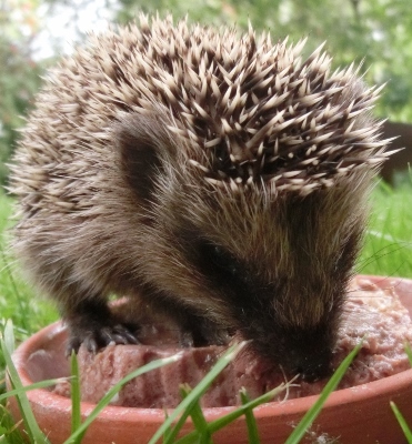 Hilfe für Igel