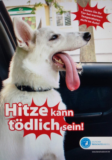 Tiere im Auto? - Nein!