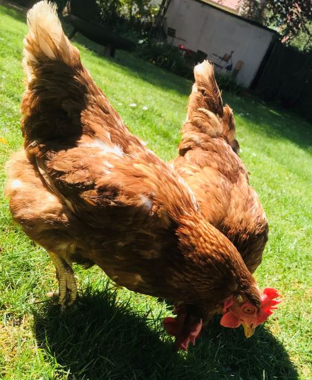 Rettet das Huhn! Neue Aktion kurz nach Ostern 2022