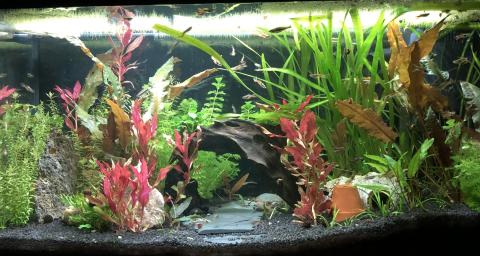 DRINGEND Aquarium gesucht