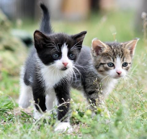 Katzenbabys Nähe Pilatushof brauchen dringend Hilfe