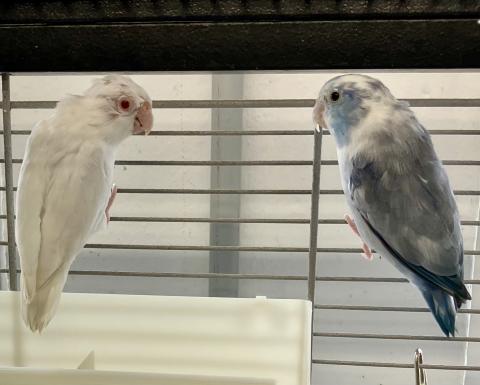 Darling und Blue