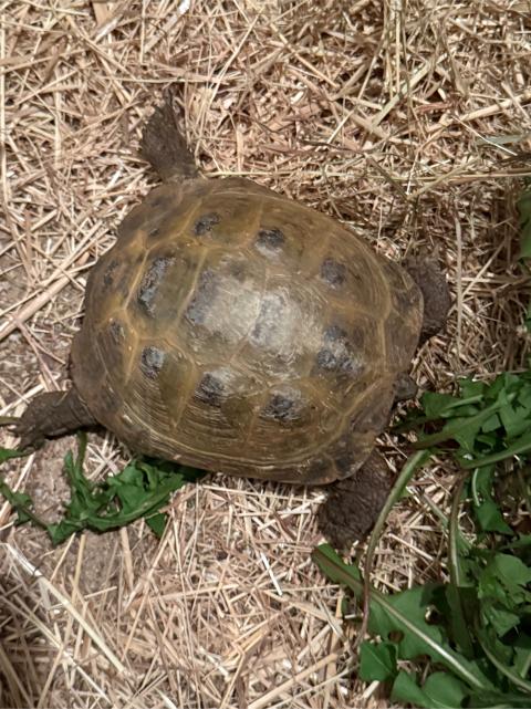 Landschildkröte gefunden
