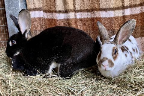 Bunny und Flecki