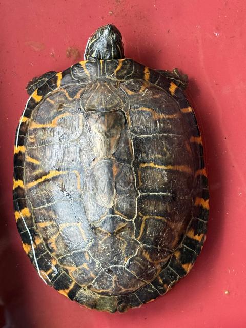 Gelbwangen schmuckschildkröte