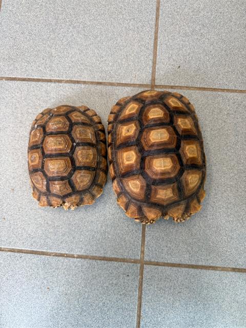 zwei Spornschildkröten