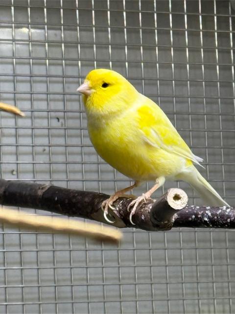 Tweety