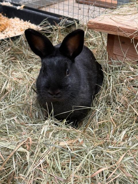 Hubert