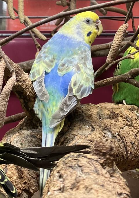 30 Wellensittiche  ( drei sind Fußgänger)