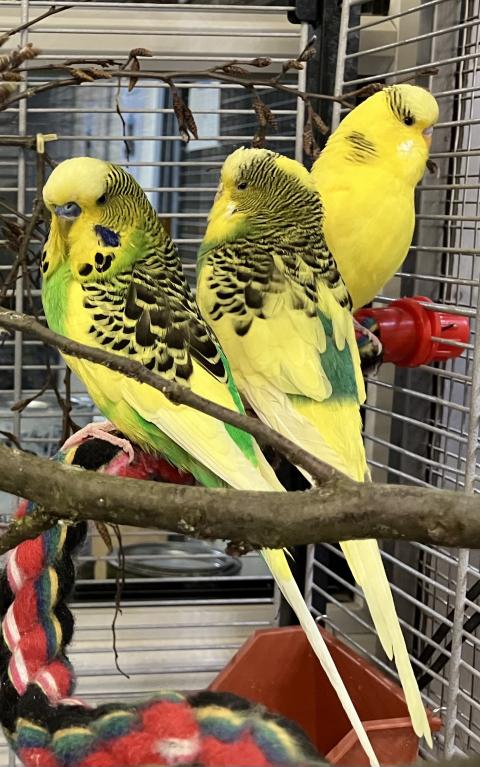 30 Wellensittiche ( zwei sind Renner)