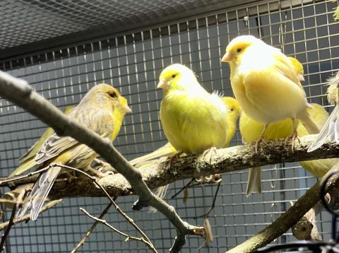 25 Kanarienvögel