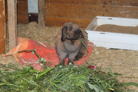 Coco