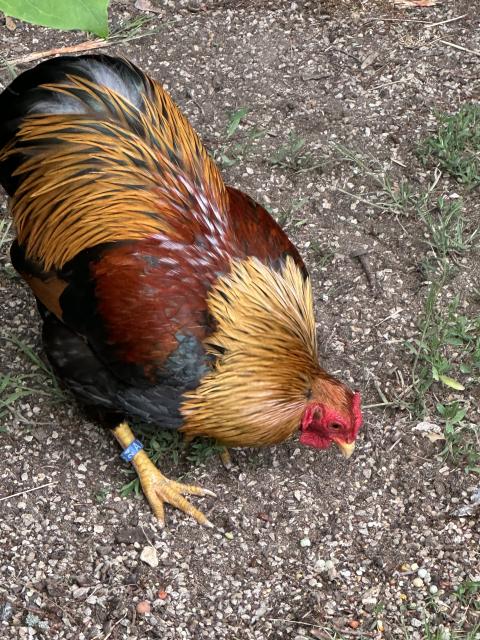 Hahn vermutlich Zwerg-Wyandotte 