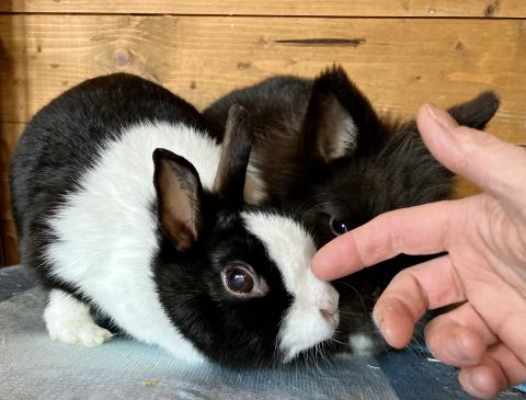 Jack und Emmi