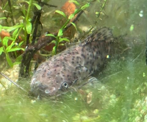 Gemalter Schwielenwels sucht Aquarium mit Artgenossen
