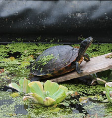 Schildkrötchen