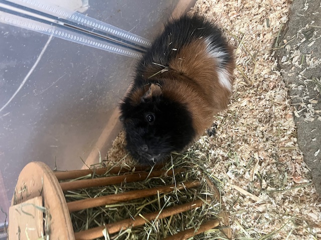 Anna, Loki und Merida