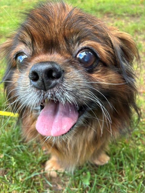 Chico