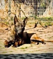 Mali