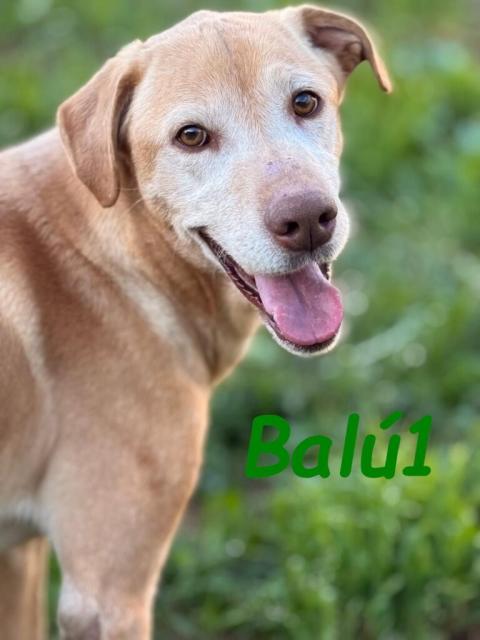Balu1