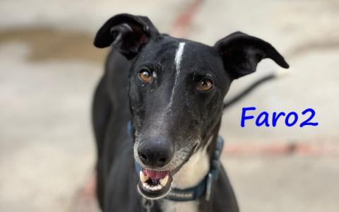 Faro