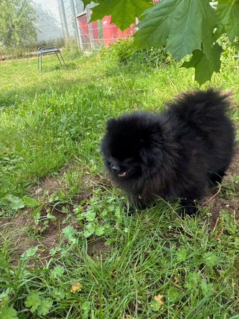Teddy