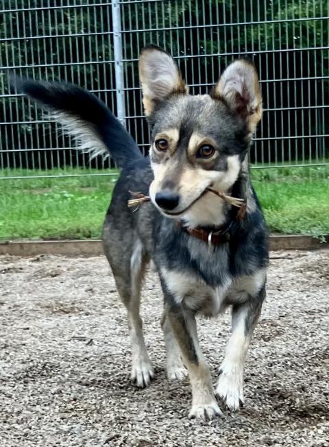 Tino