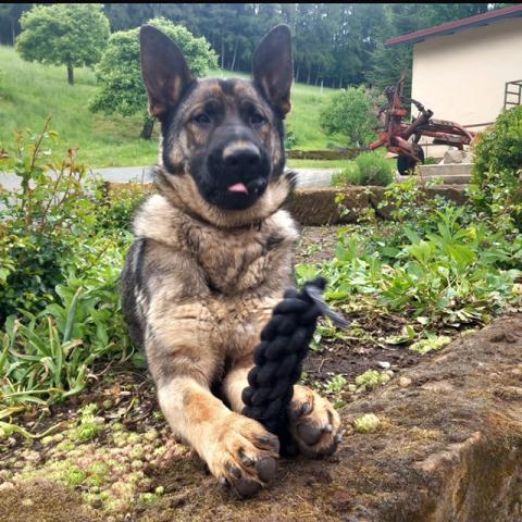 Rudi - 1 Jahr