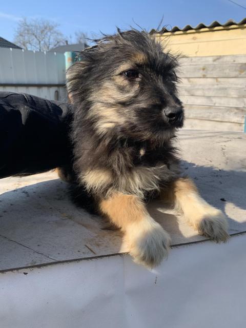 Drei kleine Wunder suchen ihr großes Glück – Von der Front ins Herz