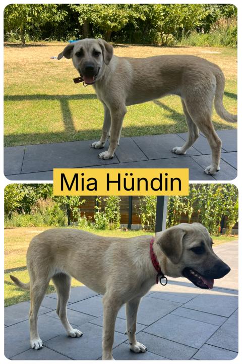 Mia