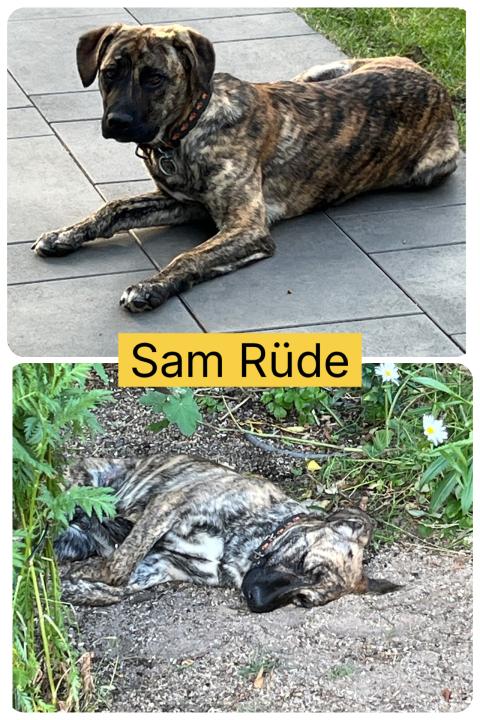 Sam