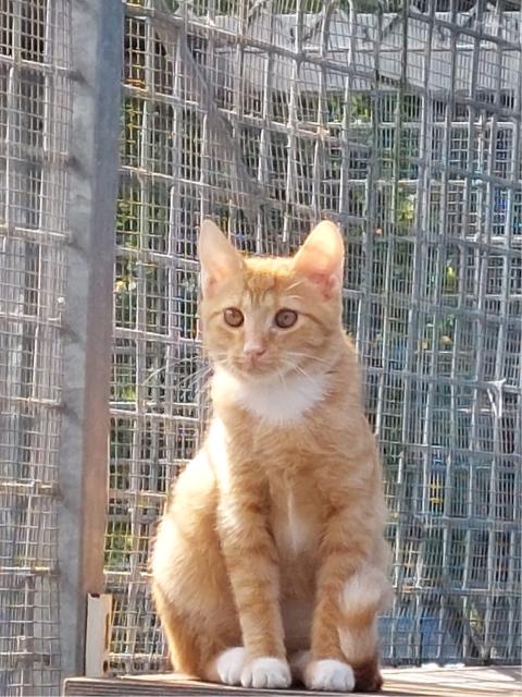 Yimmy, Sunny und Chilli