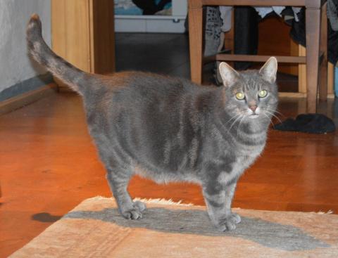 Kater