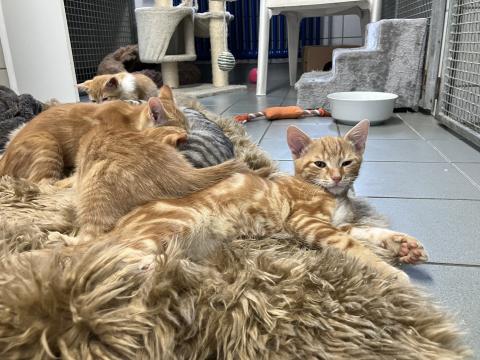 Simon, Sigi, Siegesmund und Siglinde
