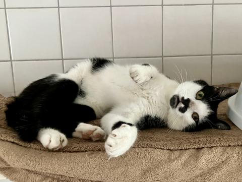 Rudi
