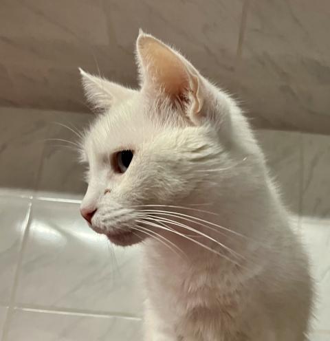 Lumi