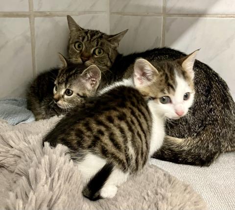 JoJo, Pipi und Käthe