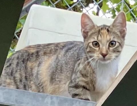 Lilli